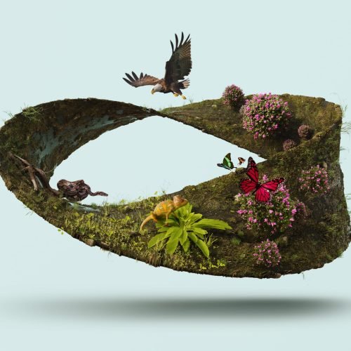 Relações ecológicas: As relações entre os seres vivos, que podem ser harmônicas ou desarmônicas 