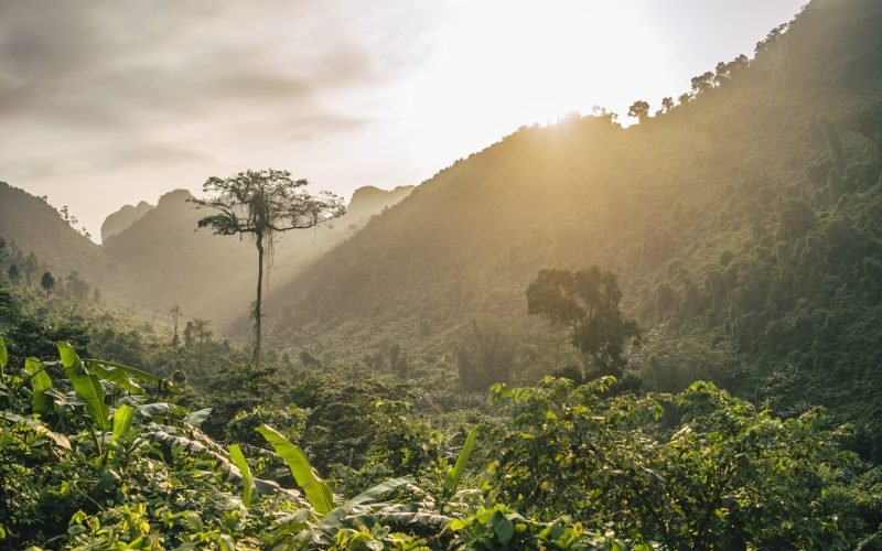 A beautiful setting sun over a forest mountain landscape